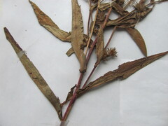 Symphyotrichum puniceum puniceum