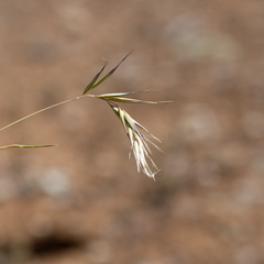 Rytidosperma caespitosum