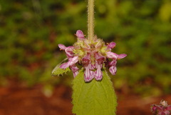 Stachys rigida quercetorum