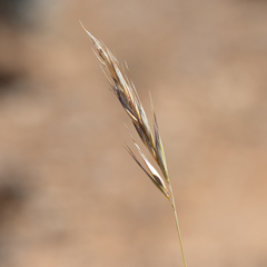 Rytidosperma caespitosum