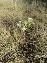 Gomphocarpus physocarpus