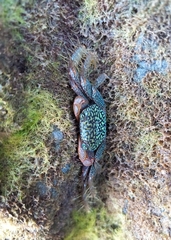 Geograpsus lividus