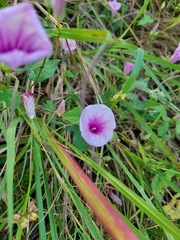 Ipomoea trifida