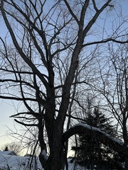 Salix nigra