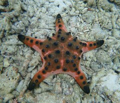 Protoreaster nodosus