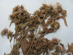 Symphyotrichum puniceum puniceum