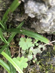 Hydrocotyle sibthorpioides