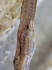 Clitarchus hookeri