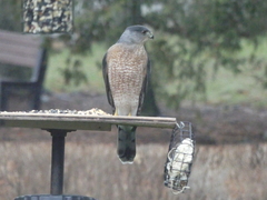 Accipiter cooperii