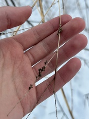 Melilotus officinalis
