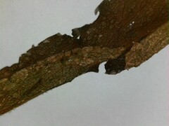 Symphyotrichum puniceum puniceum