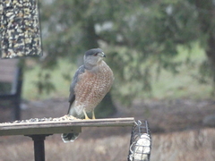Accipiter cooperii