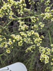 Adolphia californica