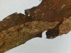 Symphyotrichum puniceum puniceum