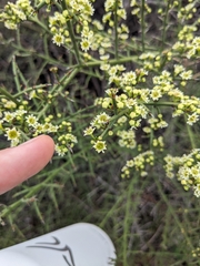 Adolphia californica