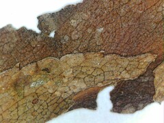 Symphyotrichum puniceum puniceum