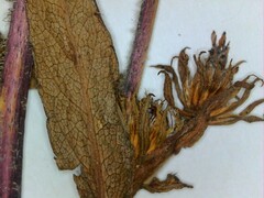 Symphyotrichum puniceum puniceum