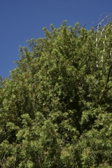 Podocarpus salignus
