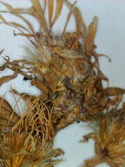 Symphyotrichum puniceum puniceum