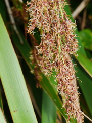 Machaerina sinclairii