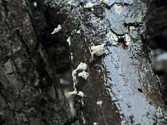 Xylaria flabelliformis