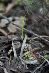 Pterostylis trullifolia
