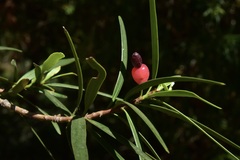 Podocarpus salignus