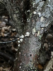Xylaria flabelliformis