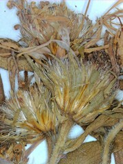 Symphyotrichum puniceum puniceum