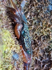 Geograpsus lividus