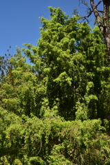 Podocarpus salignus