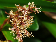 Machaerina sinclairii