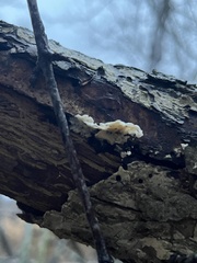 Xylaria flabelliformis