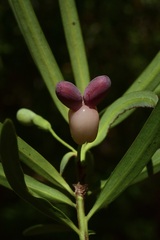 Podocarpus salignus