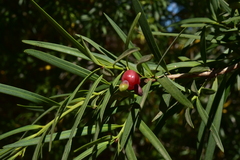 Podocarpus salignus