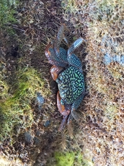 Geograpsus lividus