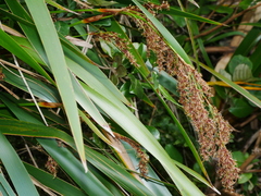 Machaerina sinclairii