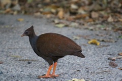 Megapodius reinwardt