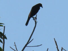 Molothrus oryzivorus