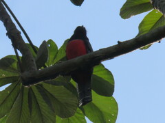 Trogon curucui