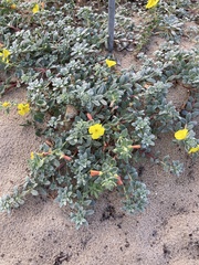 Camissoniopsis