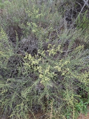 Adolphia californica