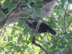 Patagioenas plumbea