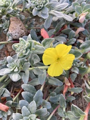 Camissoniopsis