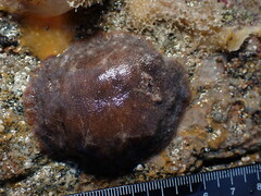 Geitodoris planata