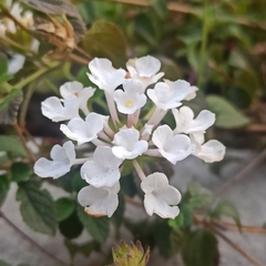 Lantana velutina