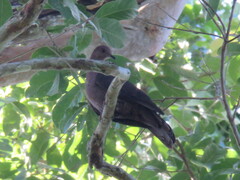 Patagioenas plumbea