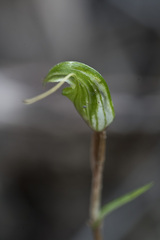 Pterostylis trullifolia