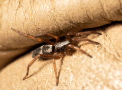 Sergiolus