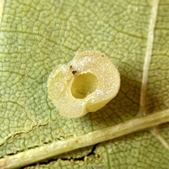 Caryomyia persicoides